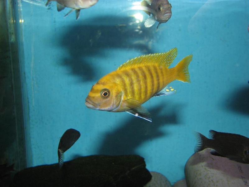 Maylandia sp. 'zebra gold' Ruarwe